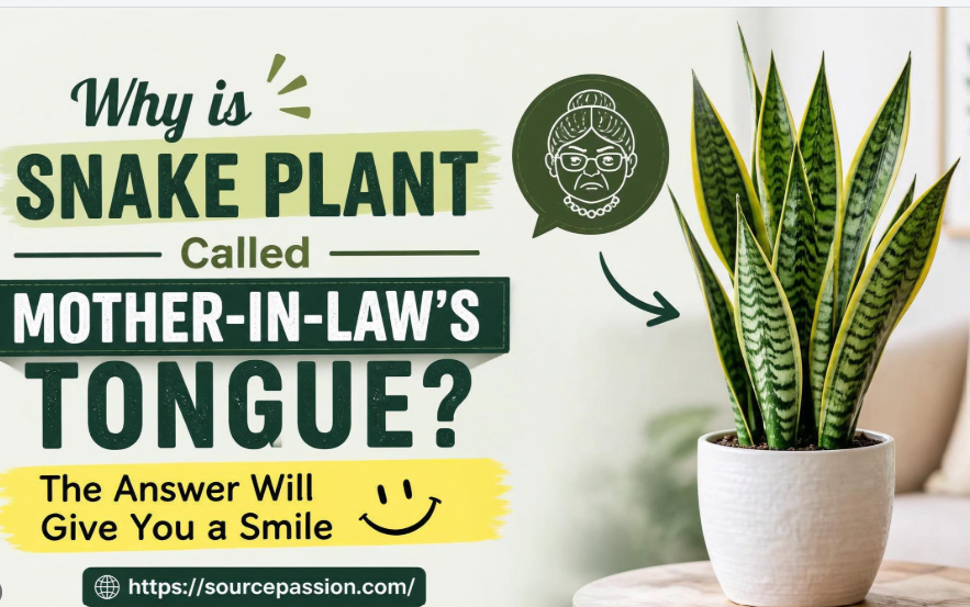 Why is Snake Plant Called Mother-In-Law's Tongue? The Answer Will Give You a Smile