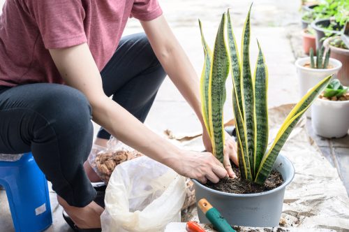 Mother in Law Tongue Plant Snake Repellent : Ultimate Protection