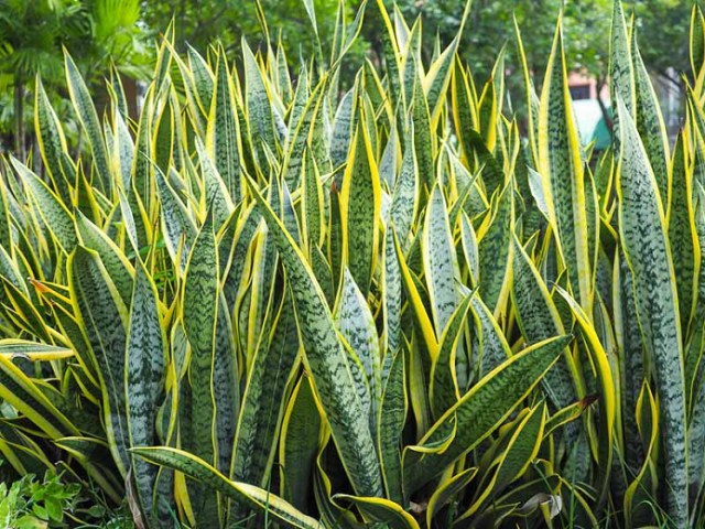 Mother in Law Tongue Plant Snake Repellent : Ultimate Protection